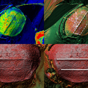 Colorierte 3D-Scans Fischheimer Borstel mit unklaren, viereckigen Bodenstrukturen